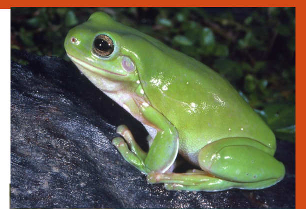 <p>name this animal</p>
