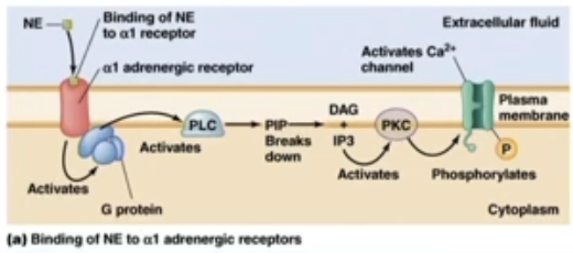 <ul><li><p>location: smooth muscle of blood vessels to skin and gut</p></li><li><p>pathway: Gq → PLC (phospho-lipase C)</p><ul><li><p>breaking down of PIP2 into IP3 and DAG</p></li><li><p>further consequences related to Ca2+ (activation of Ca2+ channels)</p></li></ul></li><li><p>effect: vasoconstriction</p><ul><li><p>smooth muscles will contract and make diameter of blood vessels smaller</p></li></ul></li></ul><p></p>