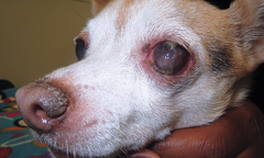 <p>Mucoid ocular discharge</p>
