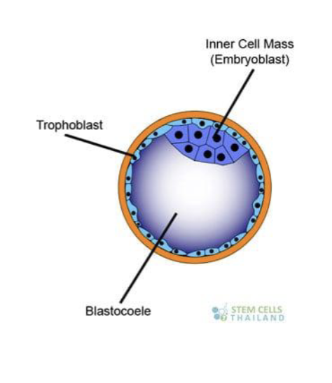 <p>The <strong>inner</strong> <strong>cell</strong> <strong>mass</strong> forms the <strong>embryo</strong>, while the <strong>trophoblast</strong> forms the <strong>supporting membranes</strong></p>