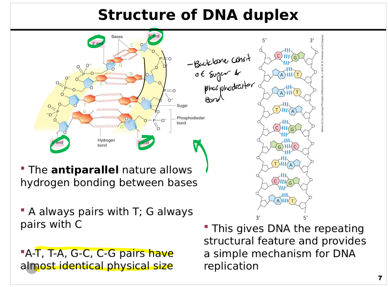 <p><span>This slide explains the <strong>organization of the DNA double helix</strong>, focusing on base pairing, strand orientation, and the structural principles that enable accurate replication.</span></p><p><span><strong>Antiparallel strands:</strong></span></p><p><span>DNA is composed of <strong>two complementary strands</strong> running in opposite directions: one 5′ to 3′ and the other 3′ to 5′.</span></p><p><span>This antiparallel orientation is critical for <strong>hydrogen bonding between bases</strong> and enzymatic processes like replication and transcription.</span></p><p><span><strong>Base-pairing rules:</strong></span></p><p><span><strong>Adenine (A)</strong> always pairs with <strong>Thymine (T)</strong> using <strong>two hydrogen bonds</strong>.</span></p><p><span><strong>Guanine (G)</strong> always pairs with <strong>Cytosine (C)</strong> using <strong>three hydrogen bonds</strong>.</span></p><p><span>Pairings are <strong>complementary and consistent</strong>, maintaining a uniform helix diameter.</span></p><p><span><strong>Size and uniformity:</strong></span></p><p><span>Despite different chemical compositions, <strong>A-T and G-C pairs have nearly identical dimensions</strong>, allowing DNA to coil uniformly.</span></p><p><span><strong>Structural features:</strong></span></p><p><span>The diagram shows:</span></p><p><span>A <strong>3D helical view</strong> of the DNA duplex.</span></p><p><span>An <strong>unwound segment</strong> illustrating the <strong>antiparallel orientation</strong> and <strong>phosphate backbone</strong> on the outside, bases on the inside.</span></p><p><span>Hydrogen bonds holding complementary bases together.</span></p><p><span><strong>Functional significance:</strong></span></p><p><span>This regular, repeating structure underlies DNA’s stability and explains how <strong>base pairing enables accurate copying</strong> during replication and repair.</span></p><p><span><strong>Key message:</strong></span></p><p><span>DNA’s antiparallel strands and complementary base-pairing are the foundation for its structure and function, providing a reliable mechanism for information storage and transfer.</span></p>