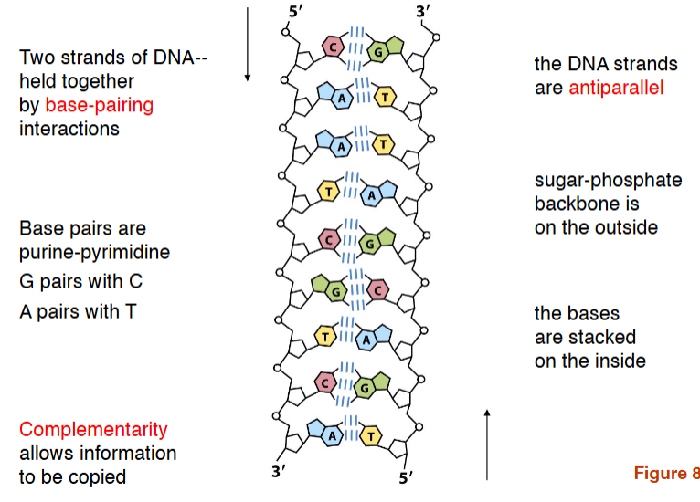 <ol><li><p><span><strong>Two strands of DNA– held together by base-pairing interactions</strong></span></p></li><li><p><span><strong>the DNA strands are antiparallel</strong></span></p></li><li><p><span><strong>Sugar-phosphate backbone is on the outside&nbsp;</strong></span></p></li><li><p><span><strong>the bases are stacked on the inside</strong></span></p></li><li><p><span><strong>Base pairs are purine-pyrimidine</strong></span></p><ol><li><p><span style="background-color: transparent;">G pairs with C</span></p></li><li><p><span style="background-color: transparent;">A pairs with T</span></p></li></ol></li><li><p><span style="background-color: transparent;">Complementarity allows information to be copied</span></p></li></ol><p></p>