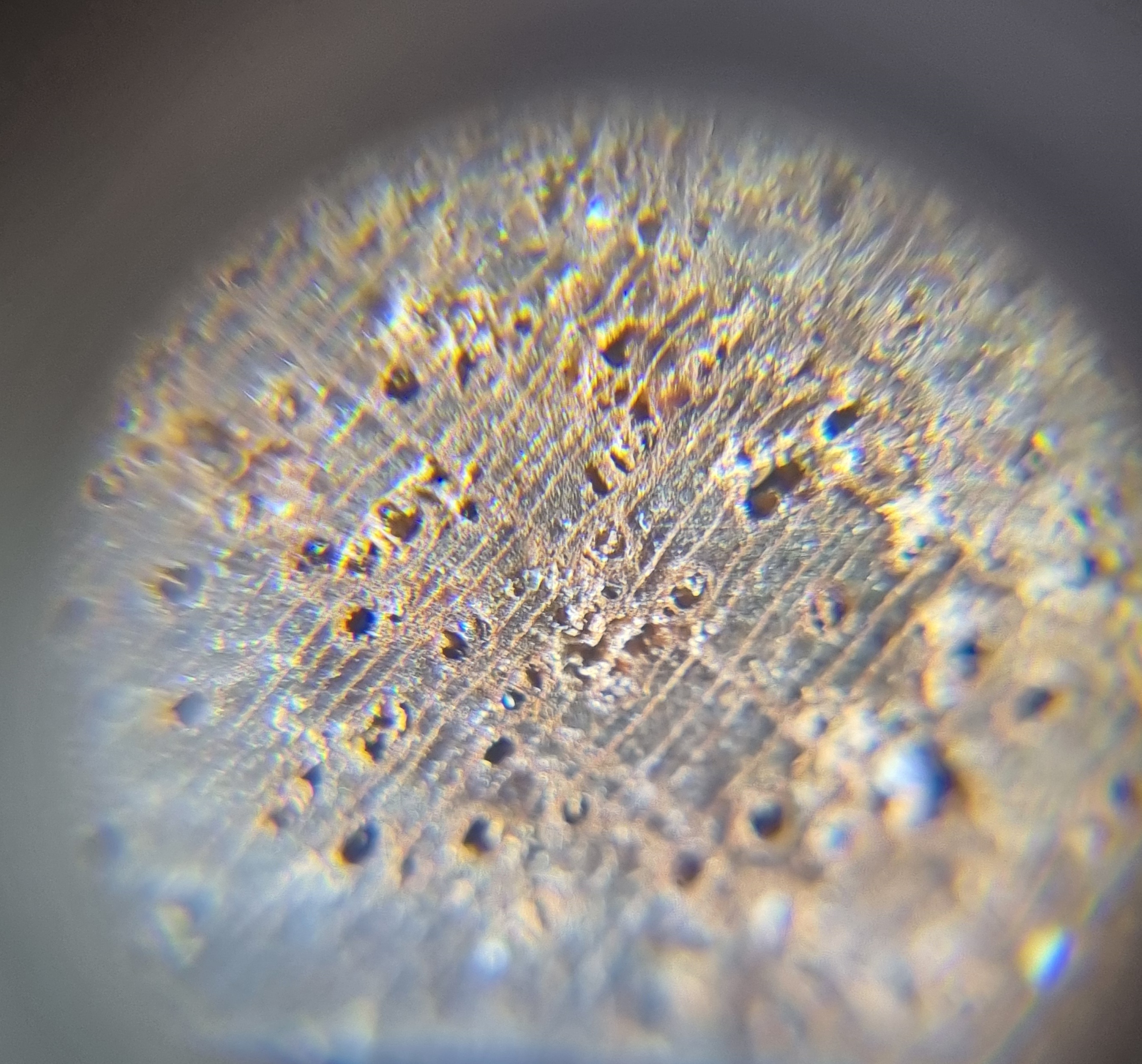 <p>Presence of diffuse oil ducts , deposits , and its parenchyma combination</p>