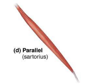 <p>Uniform width (doesn’t taper) and has parallel fascicles → ex: sartorius</p>