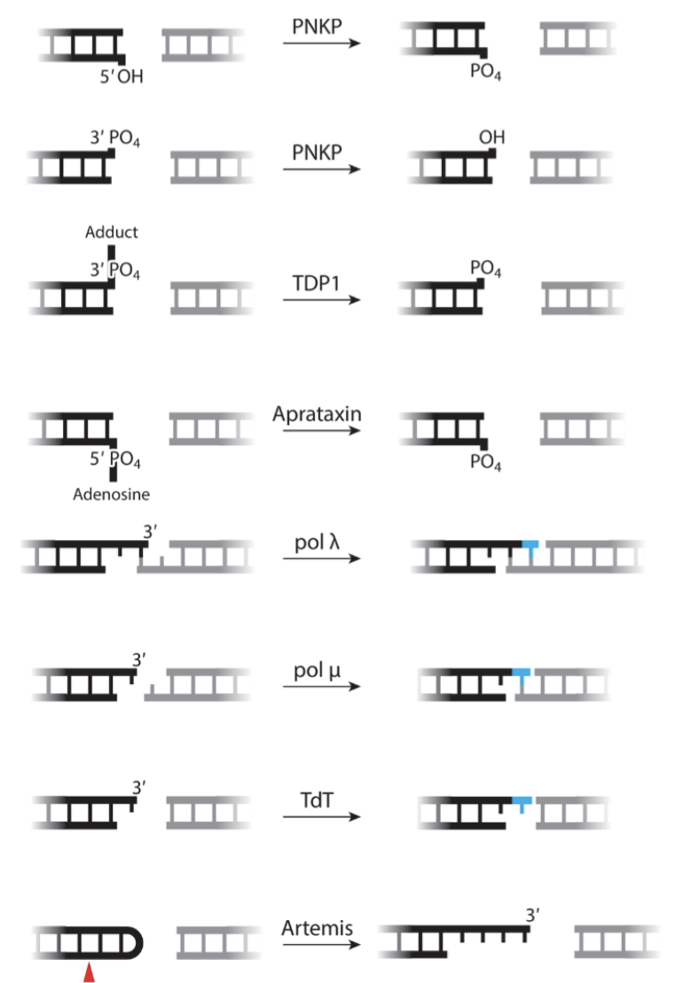 <ul><li><p>End binding - Ku70/80</p></li><li><p>End processing - DNAPKcs</p></li><li><p>End-ligation - XRCC4-Lig4-XLF</p></li></ul><p>Depending on the constitution of DNA ends, various end processing molecules may be required - based on repair needs</p>