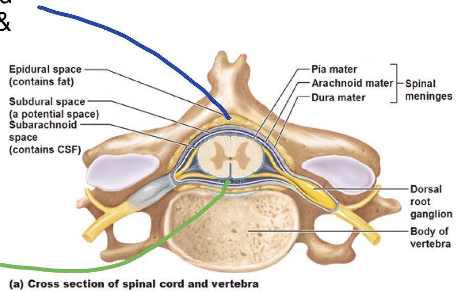 <ol><li><p><strong>Epidural (extradural) space</strong></p></li></ol><ul><li><p>Actual space; filled w/ epidural fat &amp; venous plexus</p></li></ul><ol start="2"><li><p><strong>Subdural space</strong></p></li></ol><ul><li><p>Potential space</p></li></ul><ol start="3"><li><p><strong>Subarachnoid space</strong></p></li></ol><ul><li><p>Actual space; location of CSF</p></li></ul><p></p>