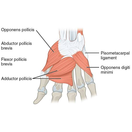 <ul><li><p>composed of 2 heads and functions to adduct the thumb</p></li></ul><p></p><p>origin → transverse head: palmar base of metacarpal bone 3</p><p>→ oblique head: capitate bone, palmar base of metacarpal bones 2&amp;3</p><p>insertion → medial base of proximal phalanx 1 (via ulnar sesamoid bone)</p><p>action → thumb adduction at carpometacarpal joint 1</p><p>innervation → deep branch of ulnar nerve (C8, T1)</p><p>blood supply → deep palmar arch</p>