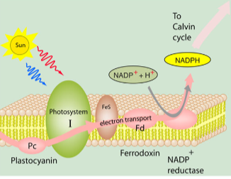 <ul><li><p class="Paragraph SCXW242598481 BCX8" style="text-align: left;"><span style="line-height: 20.925px;"><span>light strikes the light harvesting complex, which re-energizes the electrons in the reaction center </span></span></p></li></ul><ul><li><p class="Paragraph SCXW242598481 BCX8" style="text-align: left;"><span style="line-height: 20.925px;"><span>Re-energized electrons are passed through Photosystem 1 until they reach an iron-containing protein called ferredoxin </span></span></p></li></ul><ul><li><p class="Paragraph SCXW242598481 BCX8" style="text-align: left;"><span style="line-height: 20.925px;"><span>Frome here, re-energized electrons can follow one of two chemical paths </span></span></p></li></ul><p></p>