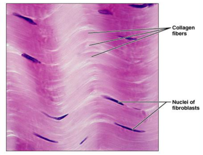<p>characteristics of dense regular connective fibers</p>
