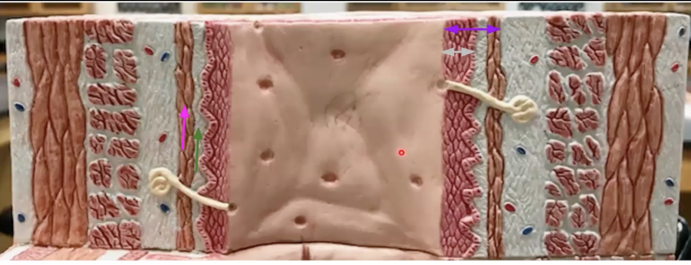 <p>What organ is this? Identify the parts. </p><p>Function of grey and pink</p>