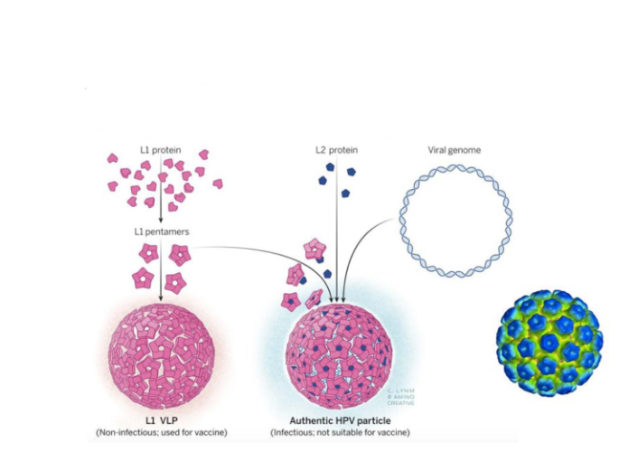 <p>Many capsid proteins can assemble into 'virus-like particles'</p>