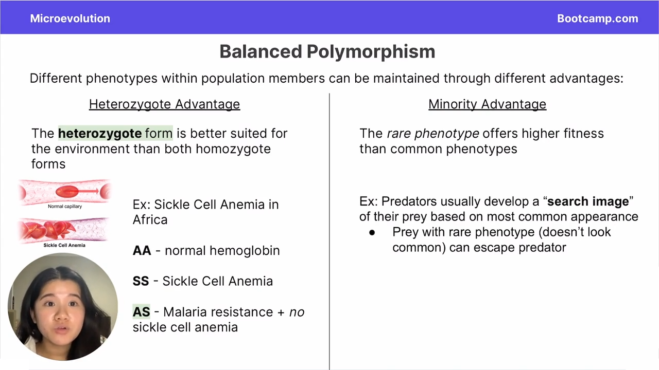 <p>Type of Balanced polymorphism</p><p>predators usually develop a search image for prey based on the most common appearance, and the rare phenotype, in turn, can escape the predator</p>