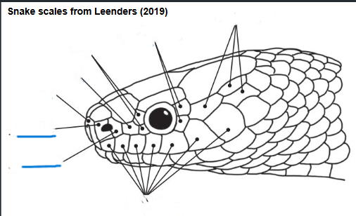 <p>Name the indicated scales</p>