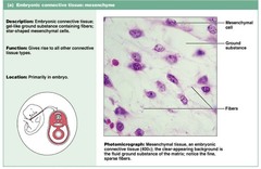 <p>Function: Gives rise to all other connective tissue types</p><p>Location: Primarily in embryo</p>