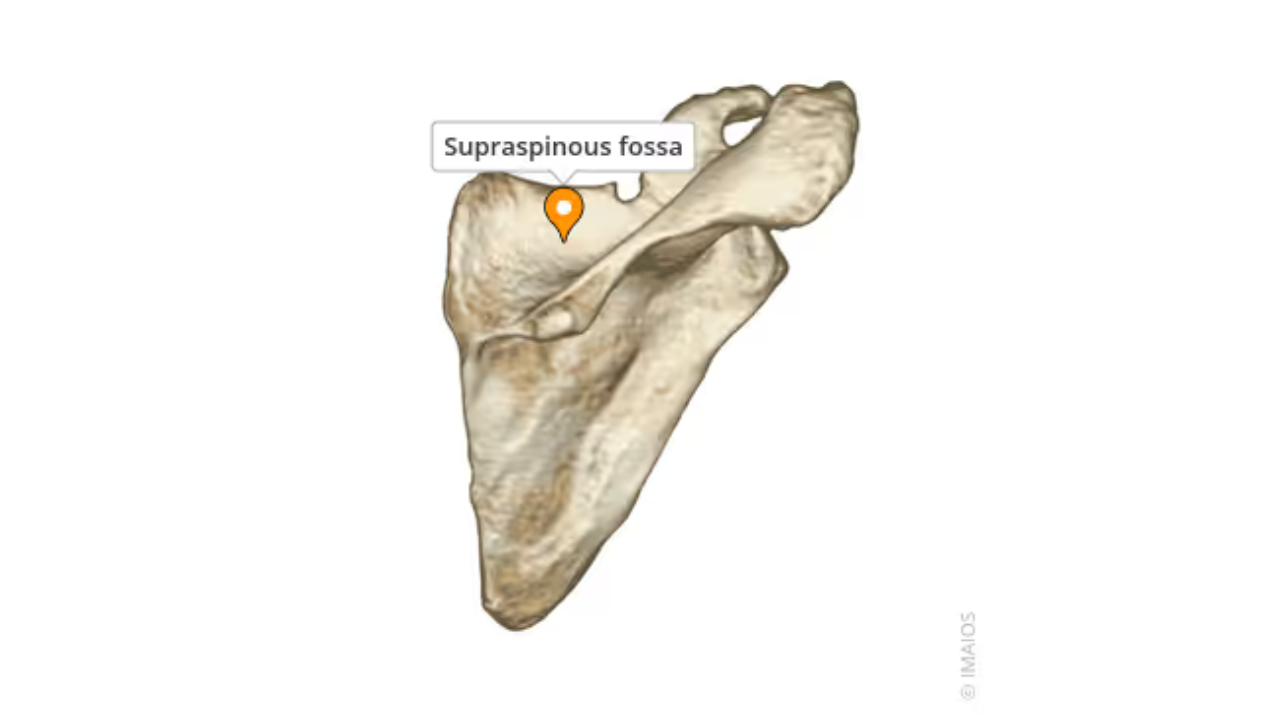 <p>Supraspinatus Fossa </p>