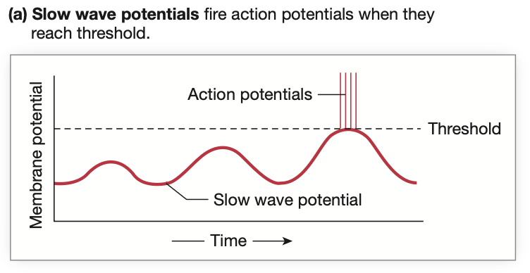 <p>Membrane potential is COMPLEX in smooth muscle.</p><p>Smooth muscle membrane potentials can:</p><ul><li><p>Hyperpolarise</p></li><li><p>Depolarise</p></li></ul><p>Both without reaching threshold potential (consult diagram).</p><p>A cell has <strong><mark data-color="blue" style="background-color: blue; color: inherit;">slow wave potentials</mark></strong> when they have <strong><u>cyclic depolarization and repolarization</u></strong> of their membrane potential.</p><ul><li><p>allows a smooth muscle to “ride a wave” of potential</p></li><li><p>If a stimulus is added, that pushes the wave to <strong>threshold potential,</strong> causing muscle contraction</p></li></ul><p>E.g <strong><mark data-color="blue" style="background-color: blue; color: inherit;">Intestines</mark></strong> when empty, when food enters, stimulus pushes wave to threshold and contraction, pushing food through.</p>