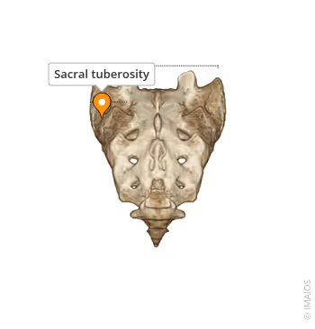 <p>Point to the median sacral crest </p>