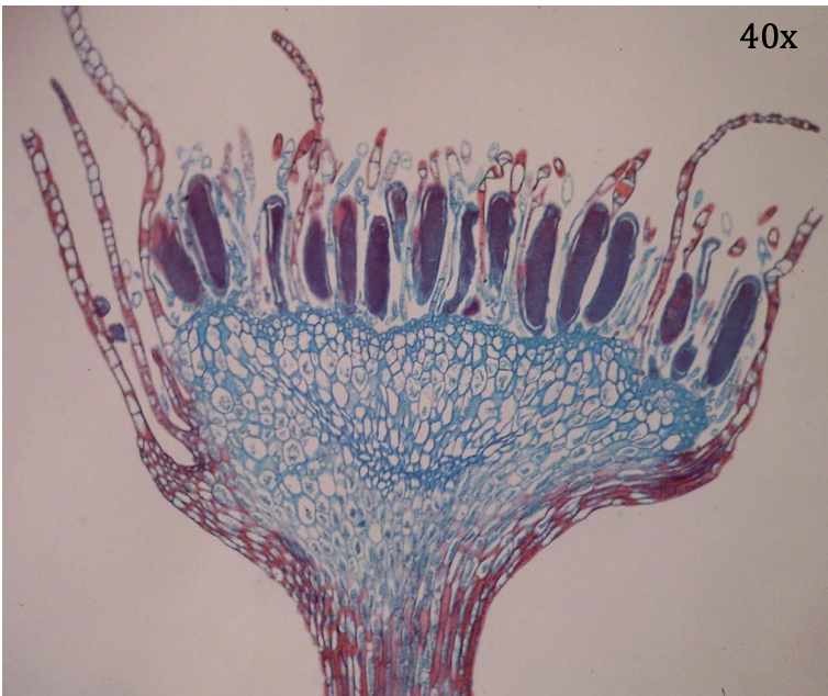 <p>Kingdom:</p><p>Phylum:</p><p>Name of Structure:</p><p>Ploidy:</p>
