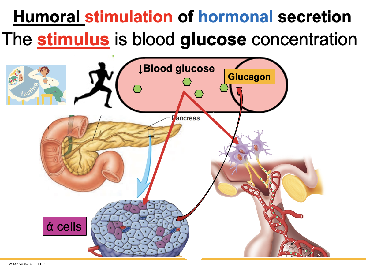 <p><strong>Low blood glucose (hypoglycemia)</strong> acts as the <strong>stimulus</strong>.</p><p>Causes:</p><ul><li><p><strong>Fasting</strong></p></li><li><p><strong>Prolonged aerobic exercise</strong></p></li></ul><p>Response:</p><ul><li><p><strong>Alpha (α) cells of the pancreas</strong> release <strong>glucagon</strong></p></li><li><p><strong>Neurons in the hypothalamus</strong> are also stimulated</p></li></ul><p><strong>Result:</strong><br>Glucagon acts to <strong>increase blood glucose levels</strong> to maintain <strong>homeostasis</strong>.</p>
