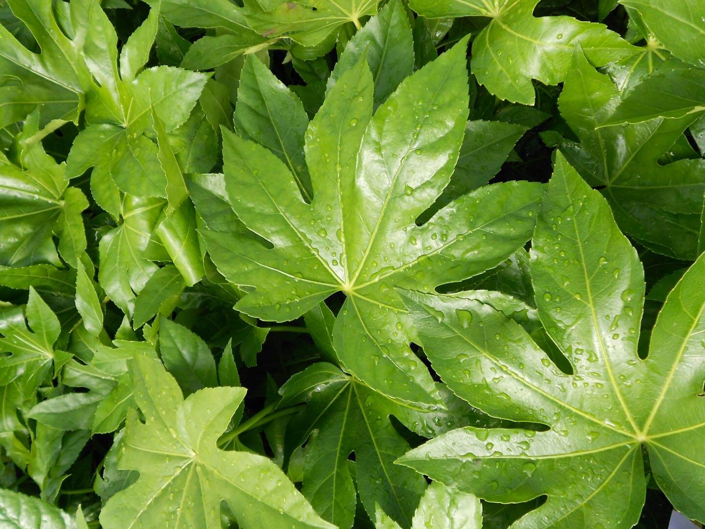 <p>What plant is this? (Name, Genus)</p>