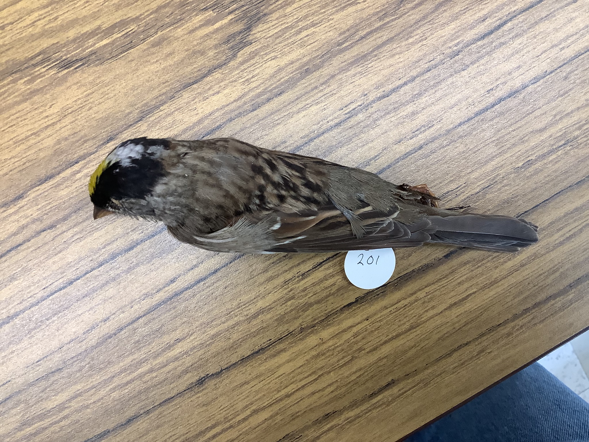 <p>Class Reptillia</p><p>Order Passeriformes</p><p>Golden-Crowned Sparrow</p><p></p>