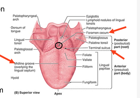 <ul><li><p>terminal sulcus = V shaped groove on post dorsum of tongue</p></li><li><p>foramen cecum = depression at vertex of terminal sulcus</p></li><li><p>midline groove = divides ant part of tongue into L and R</p></li><li><p>lingual papillae = bumps on dorsum of tongue</p><ul><li><p>some house taste buds</p></li></ul></li><li><p>frenulum = connects underside of tongue from floor of mouth posteriorly</p></li></ul><p></p>