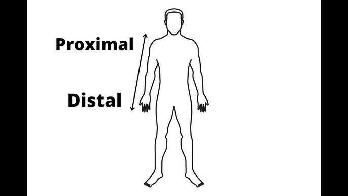 <p>describes a position in a limb that is farther from the point of attachment or the trunk of the body</p>