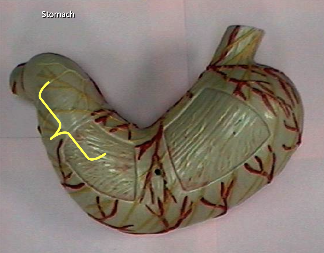 <p>Identify the organs of the digestive tract.</p>