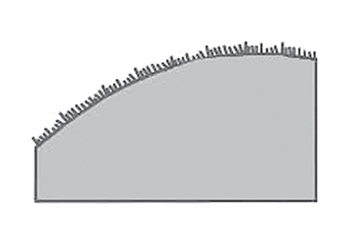 <p>A leaf margin fringed with fine hairs.</p>
