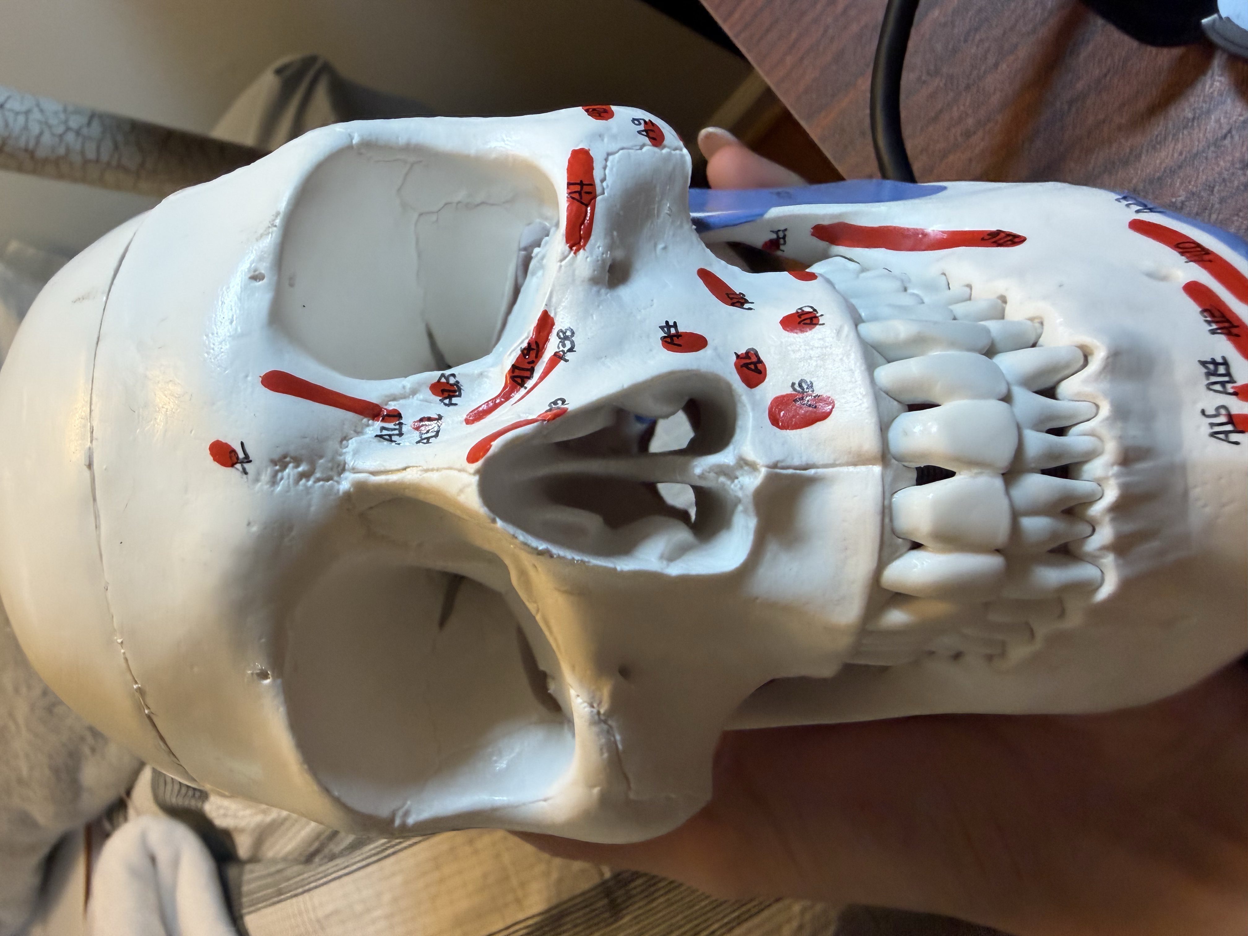<p>Where is the middle nasal concha located </p>