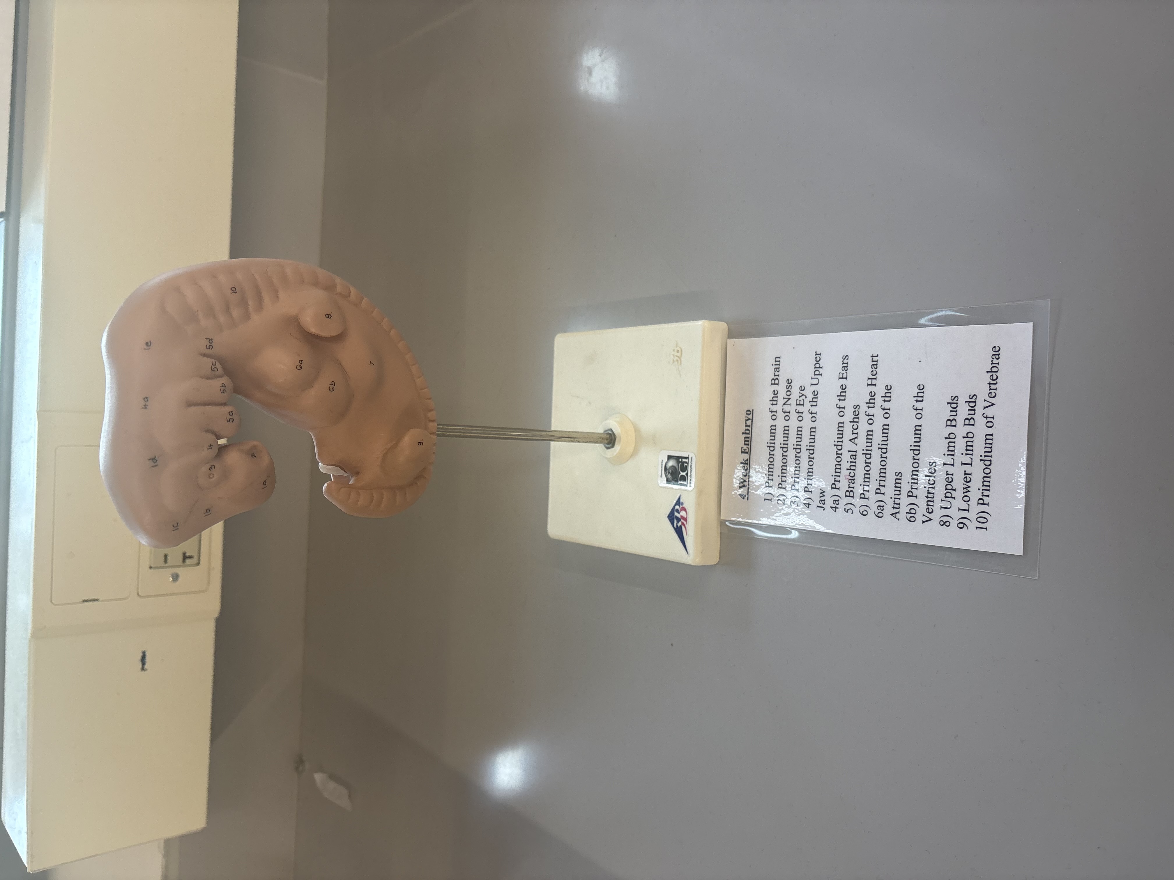 <p>4 week embryo, identify structures</p>