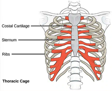 <ul><li><p>Bones of hyaline cartilage that prolong the ribs forward and provide chest elasticity (acts as flexible bridge that attaches anterior end of rib to sternum)</p></li><li><p>false ribs (8-10)/ Vertebrochondral ribs articulate</p></li><li><p>true ribs (1-7)/ Vertebrosternal ribs articulate</p></li></ul><p></p>