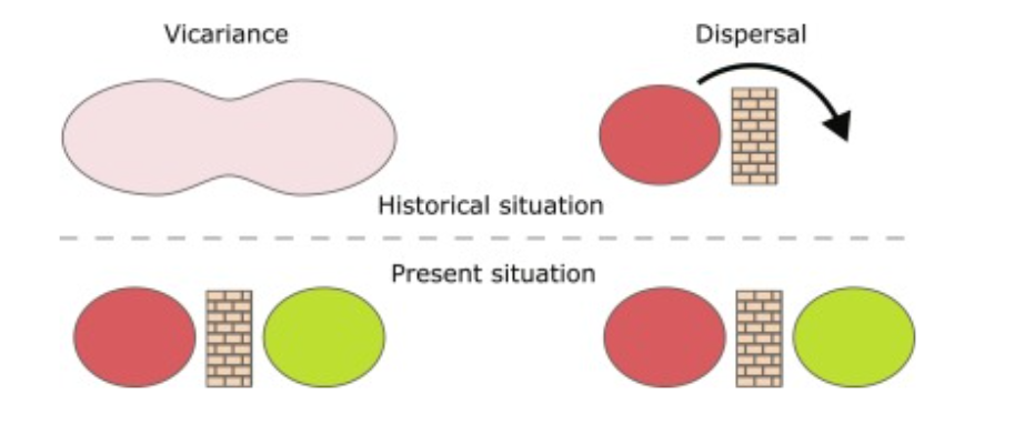 <ul><li><p>dispersal of populations</p></li><li><p>vicariance </p></li></ul><p></p>