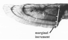 <p>Marginal increment analysis</p>