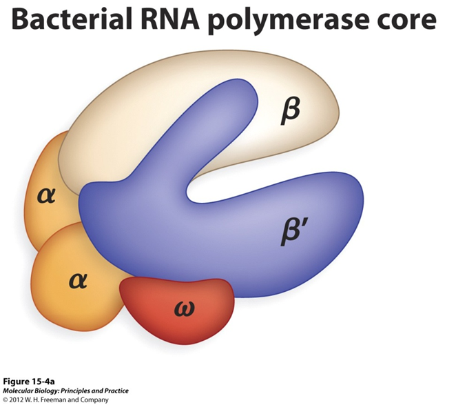 What it looks like in prokaryotes
