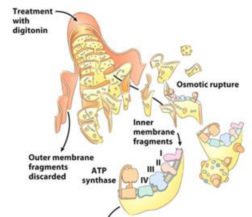 <p>The electron transport chain and ATP synthesis can be UNCOUPLED, HOW?</p>