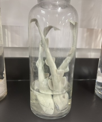 <p>What is this (phylum, subphylum, superclass, class, common name)?</p>