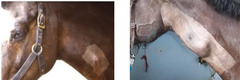 <p>What is this inflammation and thrombosis of the vein, where the horse is painful and swollen, showing signs of fever, hyperfibrinogenemia, and neutrophilic leukocytosis.</p>