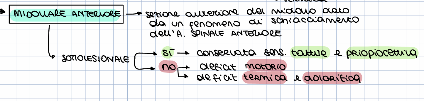 <p>Più facile da trovare alla Brown-Sequard in quanto a livello interiore abbiamo l'arteria spinale </p><p>anteriore, quindi, è abbastanza plausibile che magari in una lesione che non sia completa possa </p><p>esserci stato per un fenomeno di schiacciamento dell’arteria stessa che irrora la porzione </p><p>anteriore del midollo. Ci potrebbero essere anche dei frammenti ossei che non perforano tutto il </p><p>midollo e lederanno solo la parte anteriore o delle ernie che quando escono improntano il sacco </p><p>durale del midollo e vanno a comprimere soprattutto la componente interna. </p><p>Osserverò quindi: </p><p>● un deficit motorio sotto lesionale </p><p>● un deficit di sensibilità termica e dolorifica: quindi non sento il dolore, non sento il caldo e </p><p>il freddo nel territorio sotto lesionale </p><p>10 </p><p>● risparmio nel territorio sotto lesionale della sensibilità tattile e della propriocettiva -> può </p><p>sembrare non sia una cosa così importante ma provate a pensare a quanto può essere utile </p><p>nei momenti in cui andiamo a parlare di prevenzione di ulcere da decubito o del </p><p>mantenimento di posture scorrette, se ho un risparmio per quanto riguarda la sensibilità </p><p>tattile so com'è messo il mio territorio sotto lesionale nello spazio così come è posizionata </p><p>nello spazio è chiaro che risulta essere molto più semplice per me potermi adattare e poter </p><p>instaurare tutta una serie di manovre preventive nel momento in cui sento che la pressione </p><p>risulta essere troppo forte: non si sente il dolore, ma sento che l'appoggio in quella zona e </p><p>continua ad essere costante. </p>