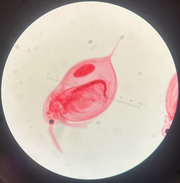 <p>Daphnia larvae 4x</p>