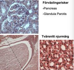 <p>har bark och märg</p><p>bark: glomerulus + bowmans kapsel + tubuli</p><p>märg: blandning av samlingsrör (jämnare epitel, större lumen) + henles slynga (mindre lumen)</p><p>FÖRVÄXLINGSRISK:</p><p>pankreas: har langerhanska öar som kan likna glomeruli, men de har ingen bowmans kapsel</p><p>glandula parotis: ändstycken och utförsgångar men inga glomeruli</p>