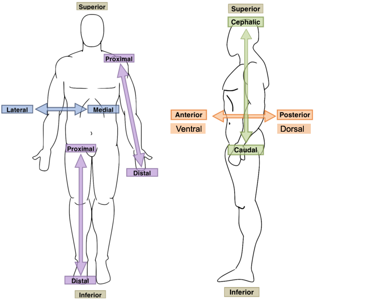 <p>closer to point of attachment or trunk of body</p>