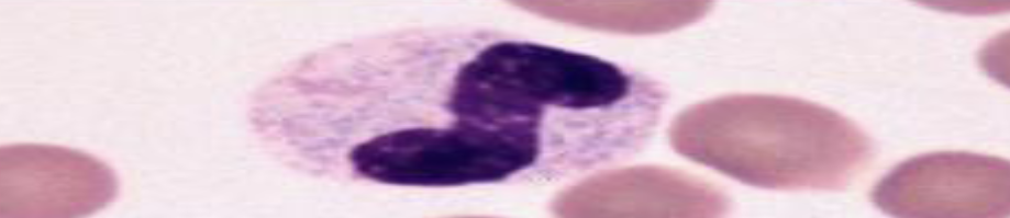 <p>Band neutrophil</p>