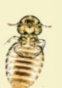 <p>what is it (common name - cattle)</p>