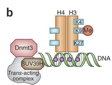 <p>SUV39H = classic writer for H3K9me3 in constitutive heterochromatin</p><p>Like G9A, this H3K9me3 mark serves as a signal to recruit DNMT3 for DNA methylation</p>