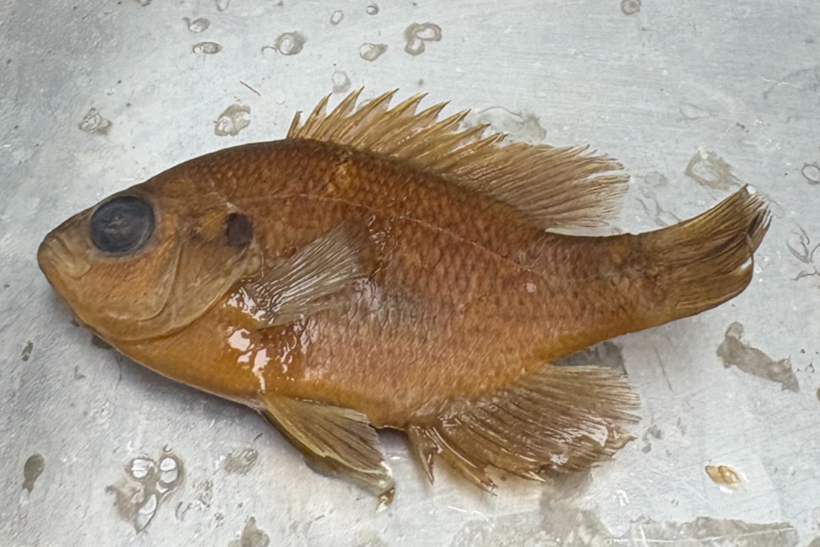 <p><span style="background-color: transparent;">Lepomis cyanellus</span></p>