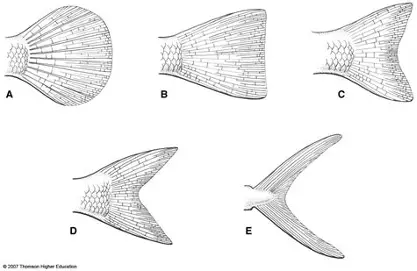<p>D.</p>