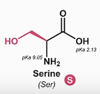 <p>Serine (Ser, S)</p>