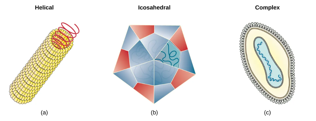 <p><span>helical, polyhedral, complex</span></p><p></p>