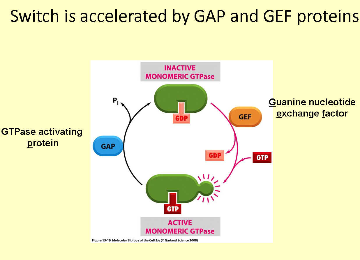<p>accelerates the hydrolysis of GTP to GDP to switch off Ran</p>